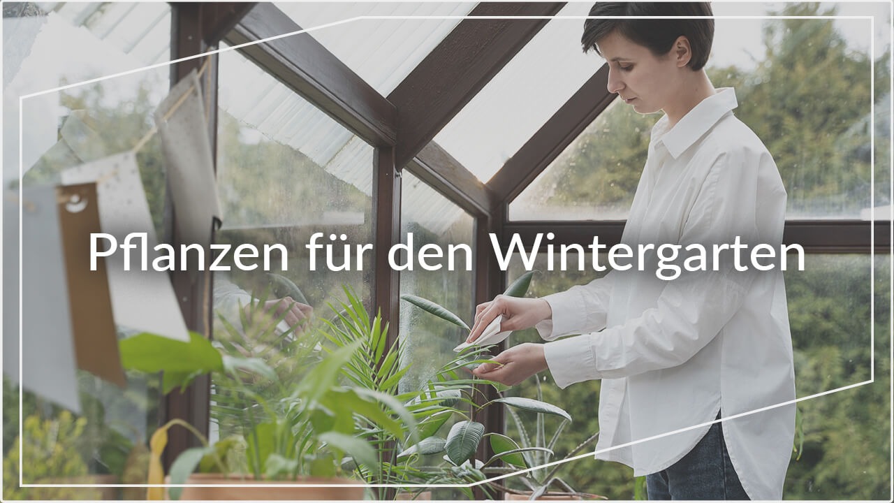Pflanzen für den Wintergarten