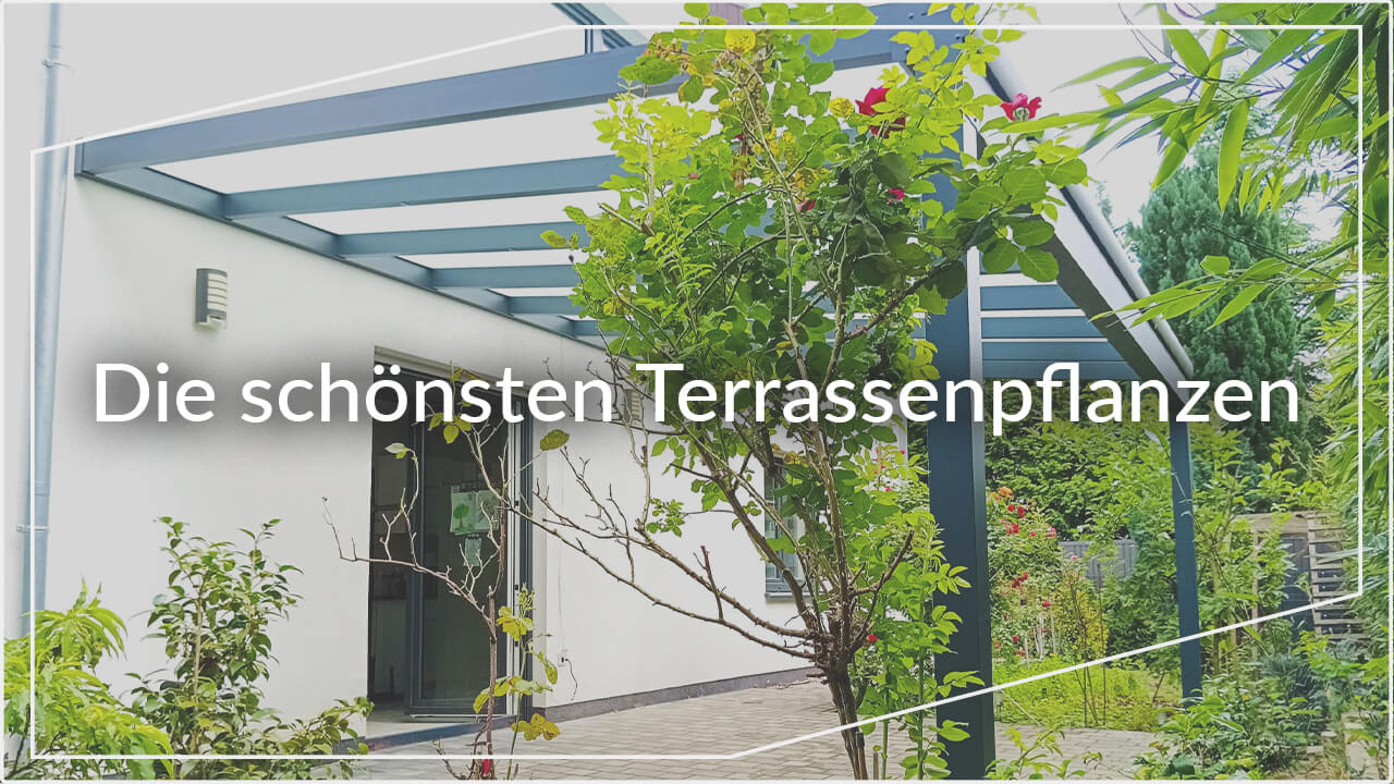die schönsten Terrassenpflanzen