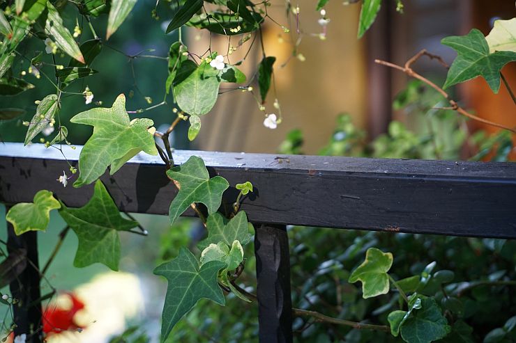 Pflanzen für Schatten Terrasse
